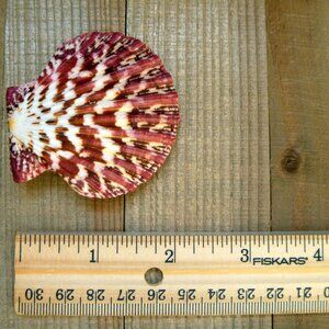 Royal Cloak Scallop Seashell 2" Red Purple Pecten Pallium